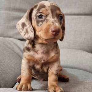 Criadero de Perros en Rionegro Mascotas Rionegro Medellin