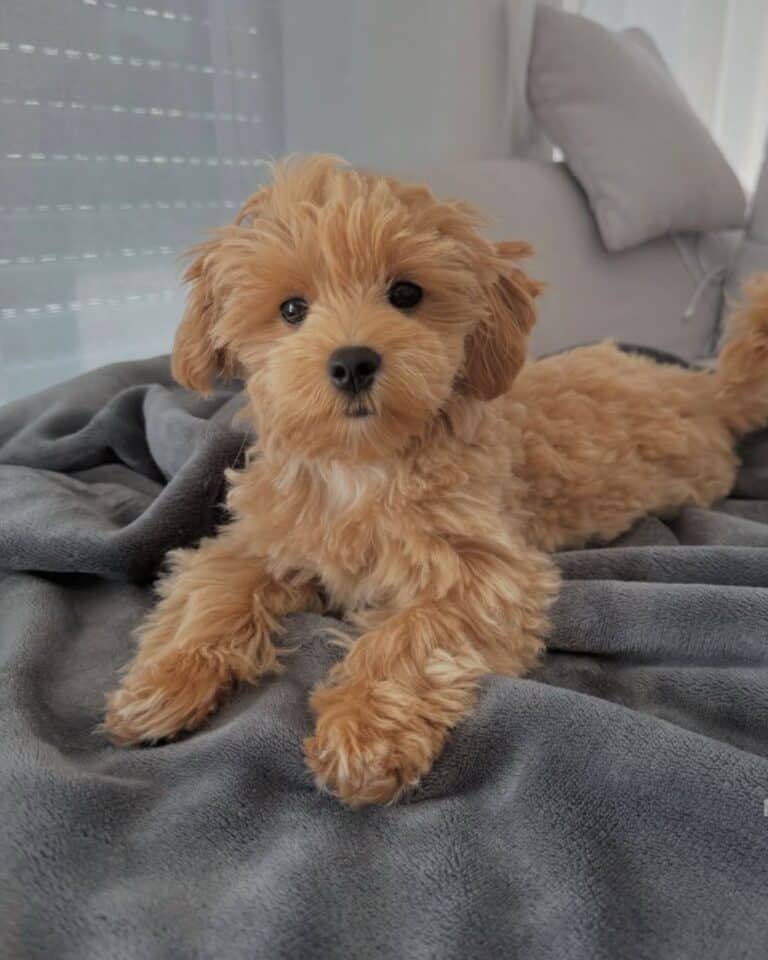 Criadero de Perros Maltipoo