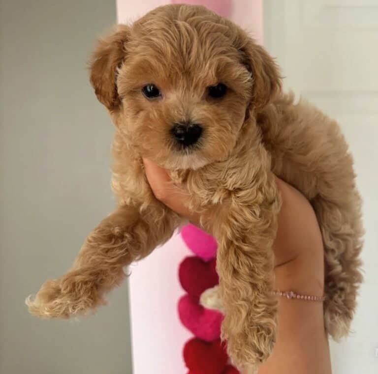 Criadero de Perros Maltipoo