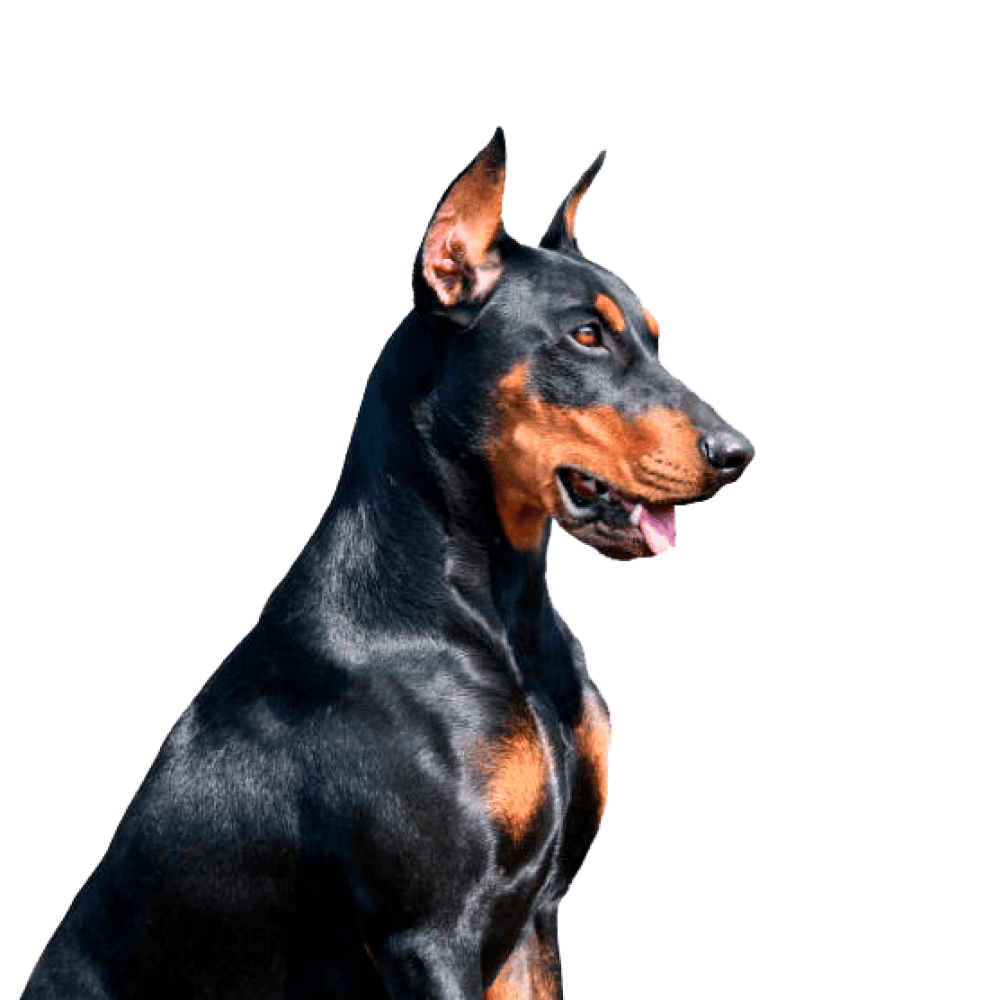 Doberman-perro-Cachorro-Medellin
