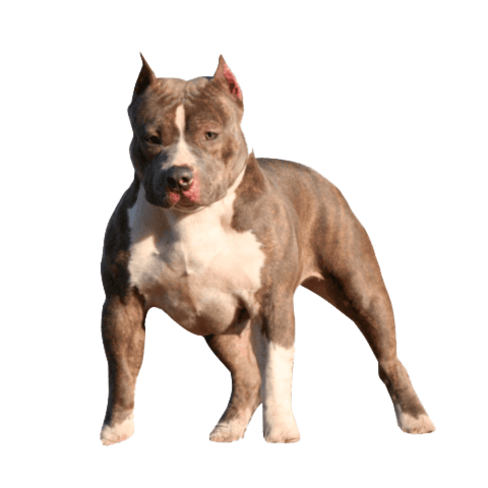 Pitbull-cachorro-perro Pitbull-cachorro-perro